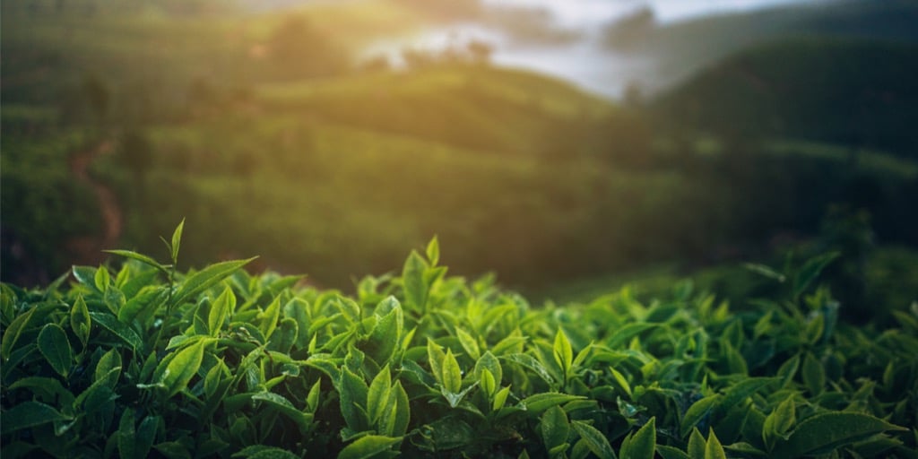 Camellia sinensis og vektkontroll